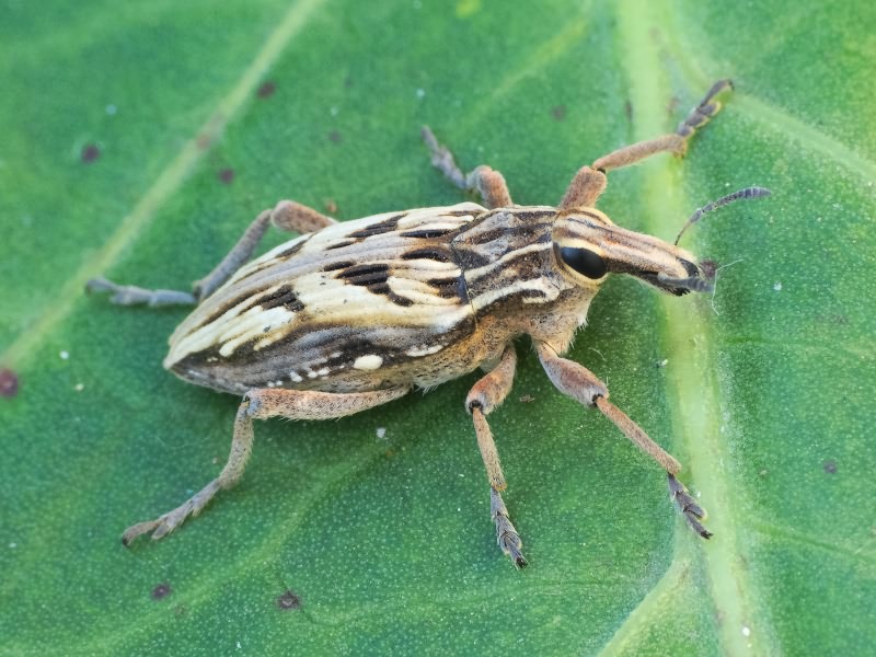 Coniocleonus nigrosuturatus (Goeze, 1777)